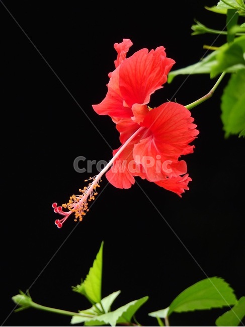 히비스커스,꽃,무궁화,식물,자연,flower,plants
