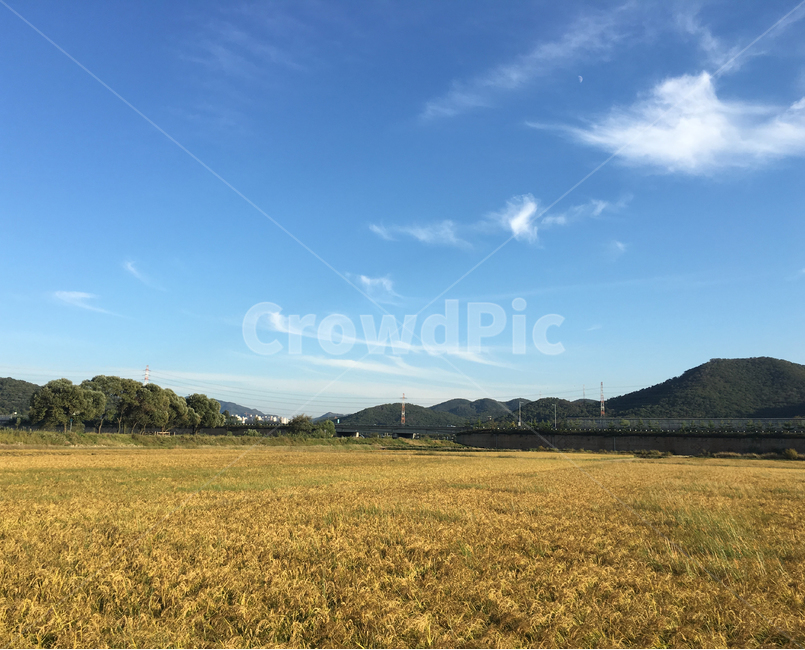 들,grassland,목초지,nature,자연,outdoors,옥외,가을,fall,autumn,시골,country,풍경,scenery,밭,field
