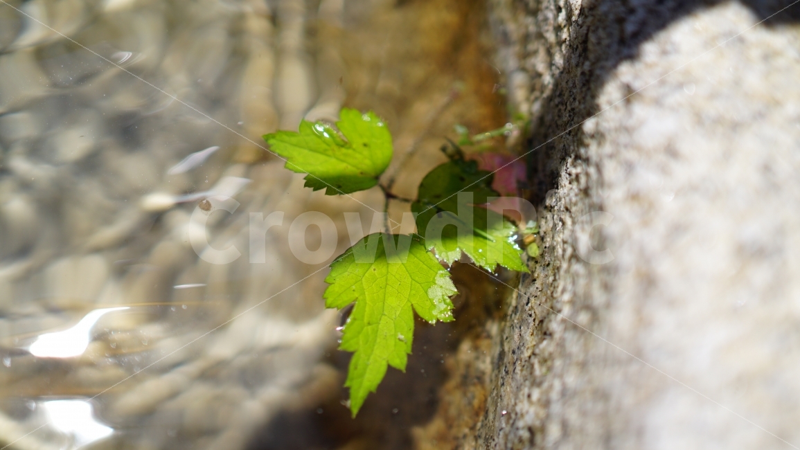이파리,식물,약수터,우물,물결,돌,물,water,풍경,landscape,자연,nature,시원한물,잎사귀,plants,절구,절구통,여름,summer,season,계절,바위,감성,감성사진,식물,자연,plants,nature