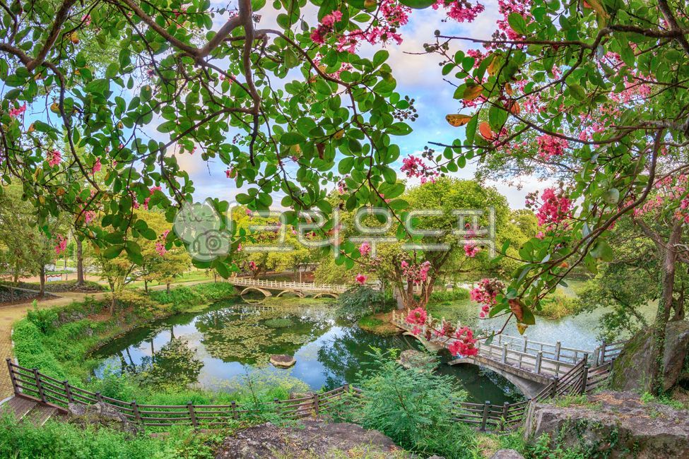 No sedation,pond,forest,nature,sperm,crepe myrtle,zinnia,summer,Sujeong Lee,sight,garden,Korean tradition,landscape