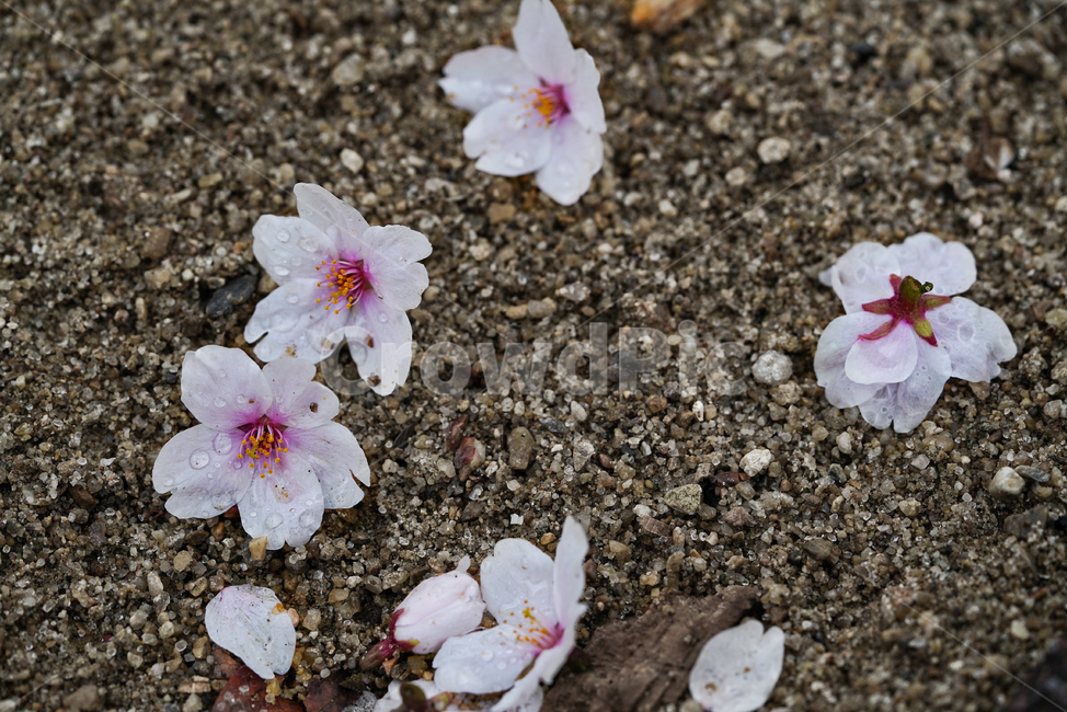 벚꽃,꽃,계절,봄,봄꽃,플라워,flower,날씨,화이트,흰색,하얀색,생명,생물,식물,자연,plants,nature,꽃,flower,건축물,건물외관,exterior,building,structure,architecture,construction