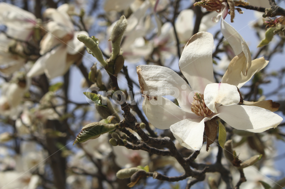plant,식물,flower,blossom,꽃,목련,백목련,흰꽃,하얀꽃,봄꽃,spring,봄,white,whiteflower