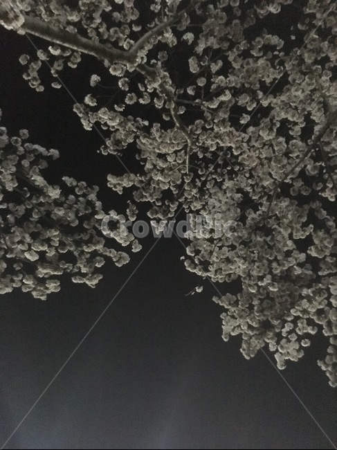 벚꽃,밤벚꽃,밤,꽃,하늘,봄,계절,spring,season,야경,밤,풍경,nightscape,night,landscape,plant,식물