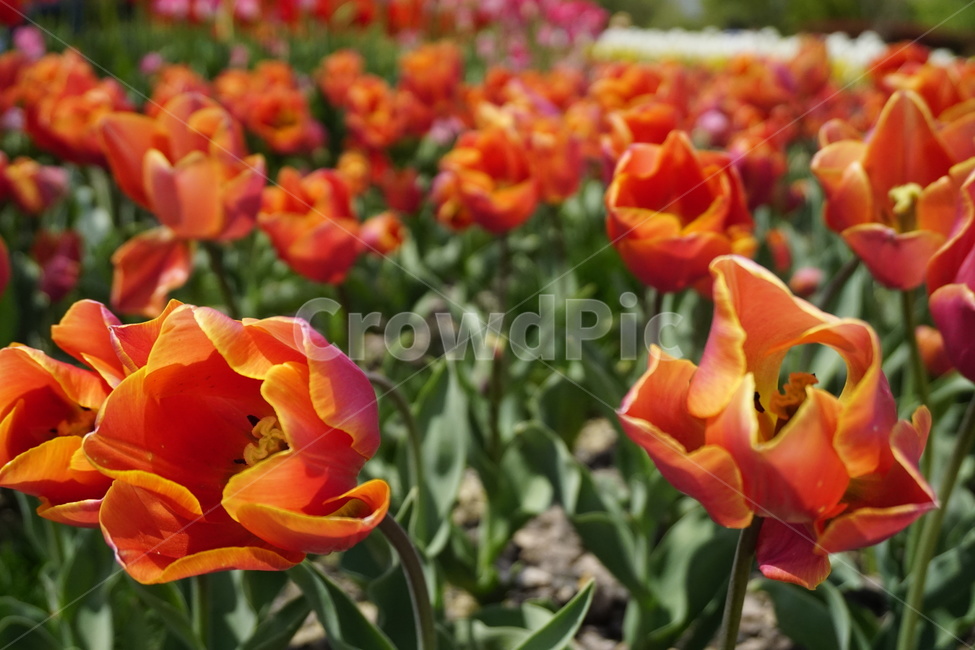 꽃,튤립,식물,자연,빨강,flower,tulip,plants,nature,red,식물,자연,plants,nature,꽃,flower
