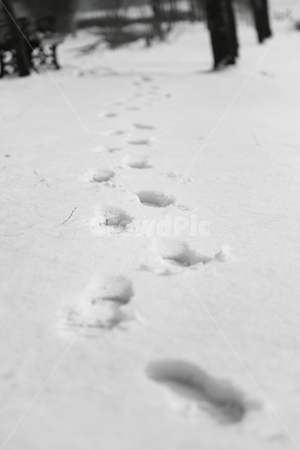 눈,하얀눈,흑백,겨울,발자국,뽀드득,쌓인눈,길,겨울,계절,winter,season
