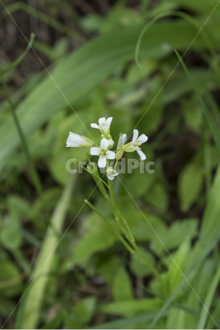 식물,꽃,봄꽃,들꽃,봄,하얀꽃,식물,자연,plants,nature,꽃,flower