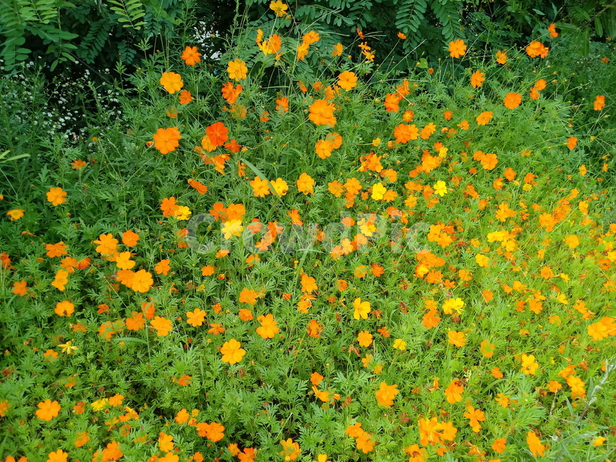 노랑코스모스,yellowcosmos,황금코스모스,식물,꽃,flower,plant,한해살이풀,식물,자연,plants,nature,꽃,flower