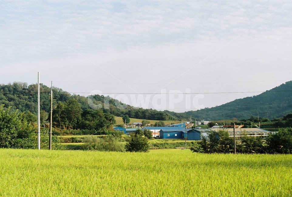 시골,논,벼,자연,필름,시골,마을,풍경,landscape,country,rural,town