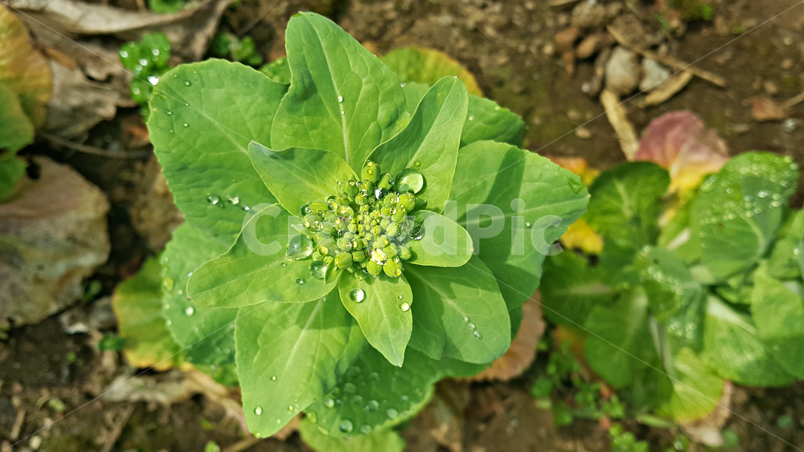 봄동,leaf,잎,plant,식물,빗방울,식물,자연,plants,nature
