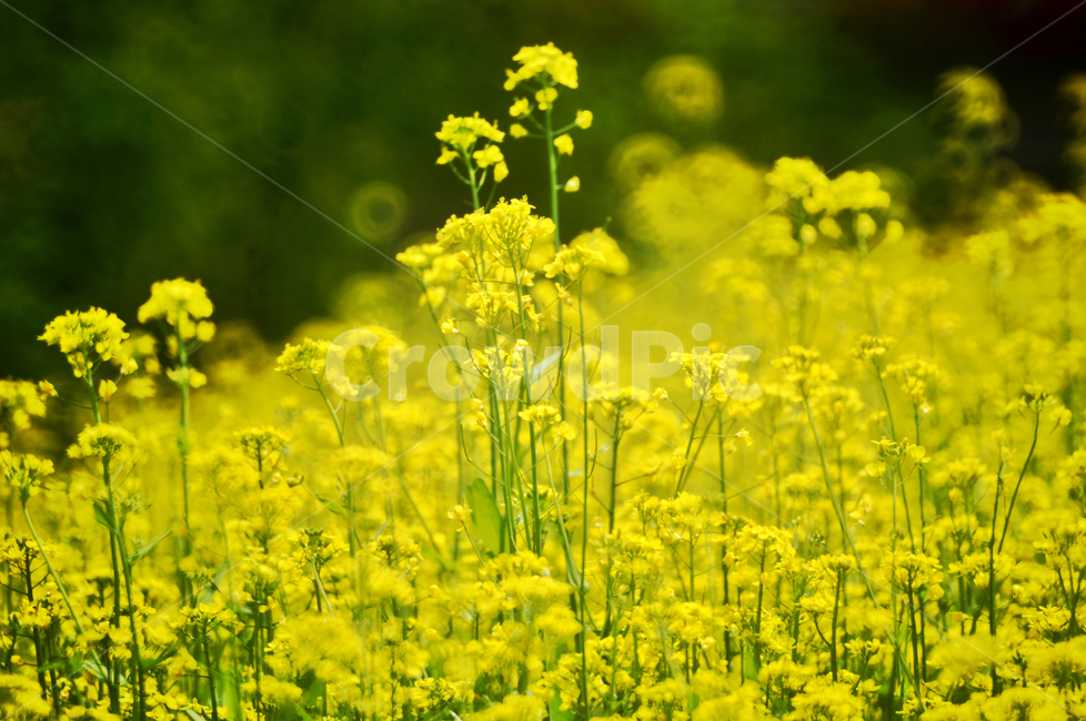 유채,꽃,노란색,십자화과,두해살이풀,식용,카놀라유,식물,자연,plants,nature,꽃,flower