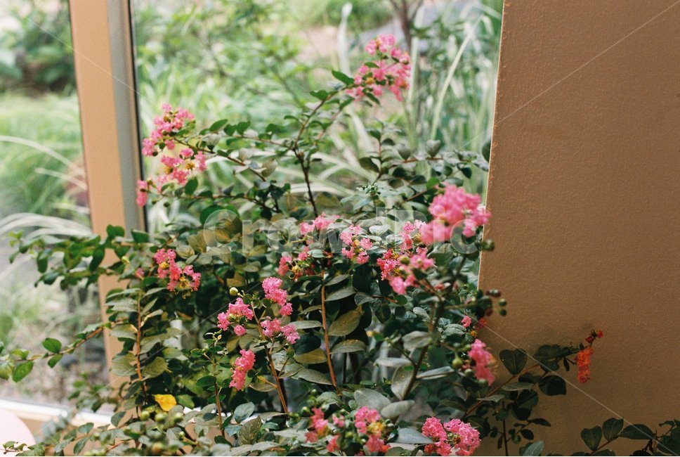 꽃,녹색식물,카페,플라워카페,필름사진,식물,자연,plants,nature,꽃,flower,실내용화초,화분,화초,house plant,인테리어,실내디자인,interior design