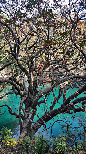 쇠소깍,자연,nature,물,water,outdoors,옥외,나무,tree,plant,식물,treetrunk,나무줄기