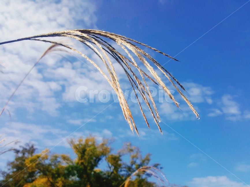자연,갈대,이슬,reeds,dew