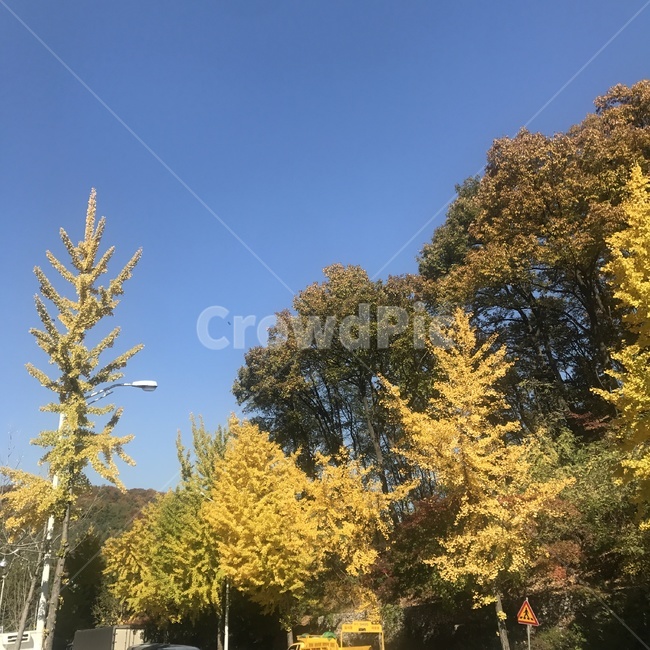 가을,단풍,나무,자연,은행나무,풍경