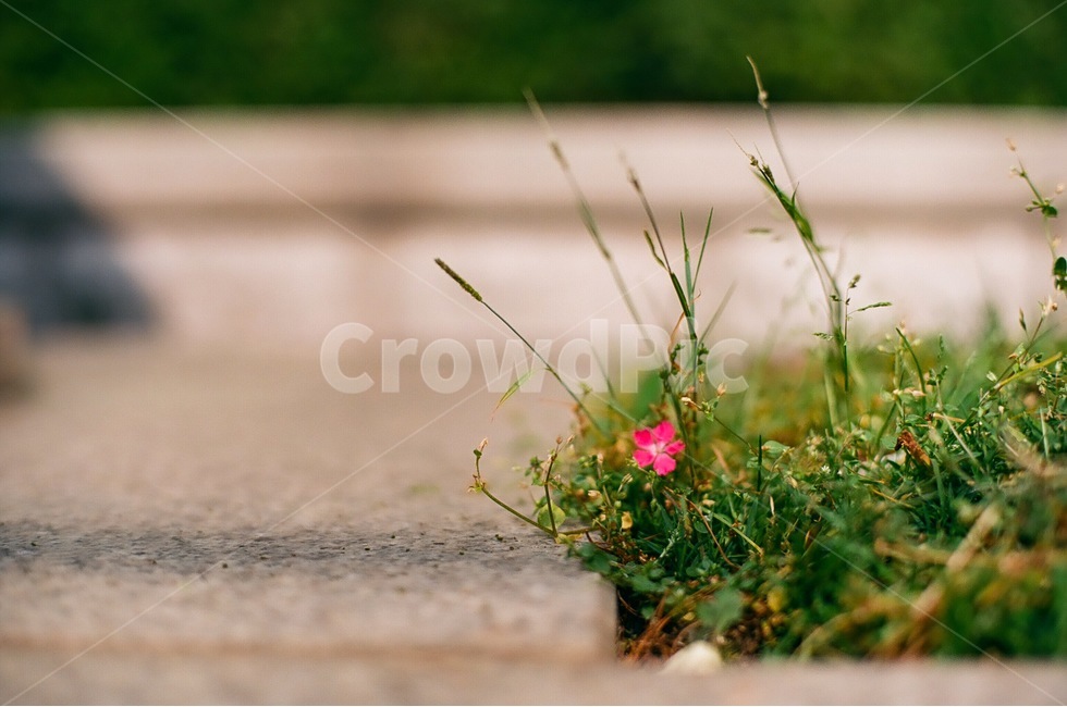 길거리,꽃,들꽃,일상사진,일상,식물,자연,Plants,nature,Flower,landscape,식물,자연,plants,nature,꽃,flower,감성,sensible,feeling