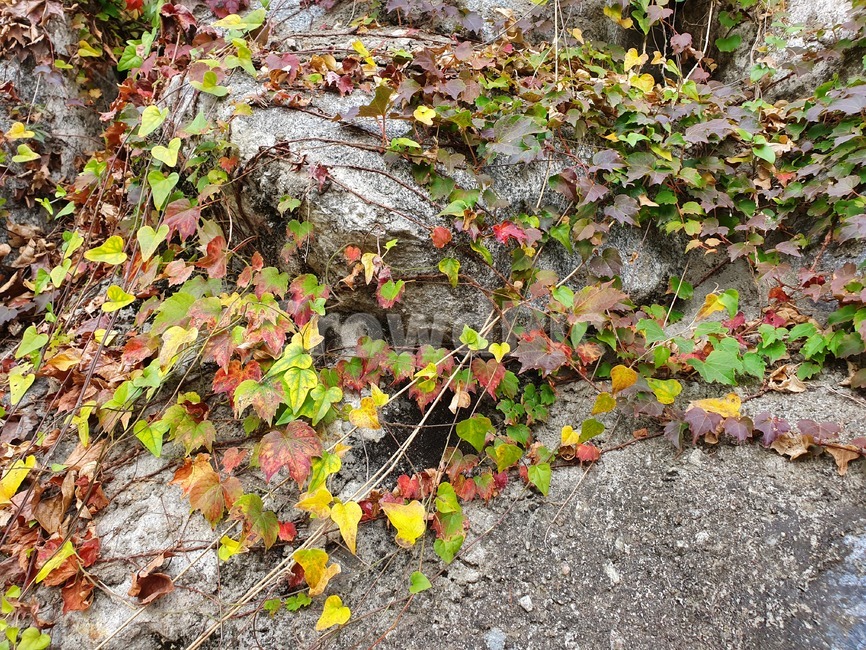 plant,식물,leaf,나무,tree,덩굴쟁이,단풍