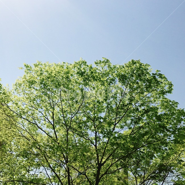 봄,감성사진,식물,나무,꽃,여름,한국자연풍경,자연,휴식,힐링,식물,자연,plants,nature,나무,trees,wood