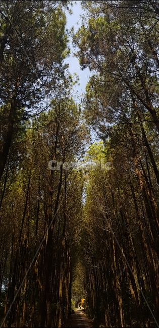 나무,식물,빛,tree,숲