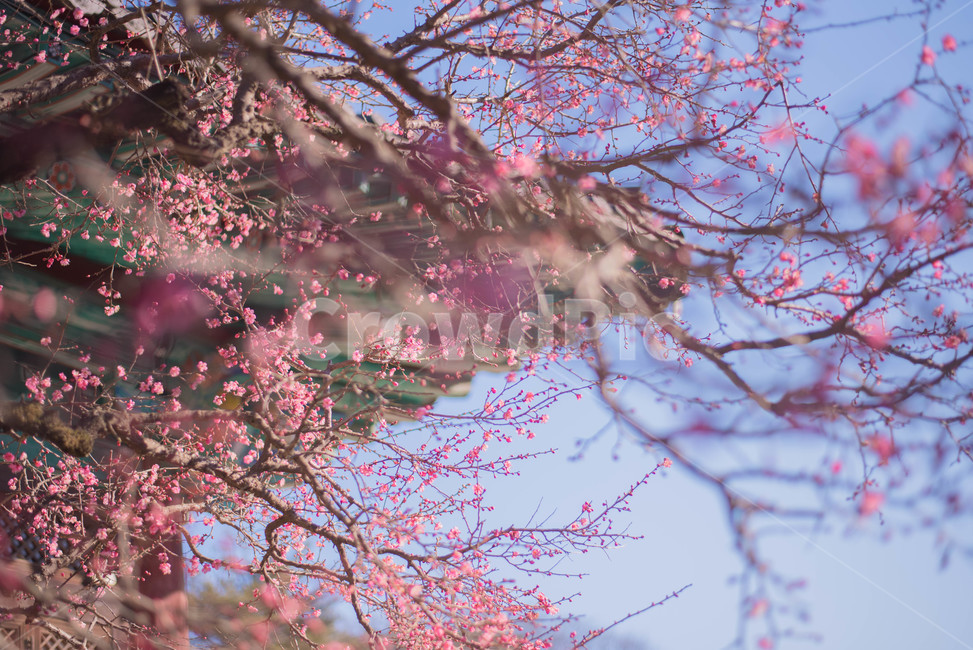 꽃,홍매화,절,봄꽃,매화,봄,계절,spring,season,식물,자연,plants,nature,꽃,flower,plant,blossom,cherry blossom,벚꽃