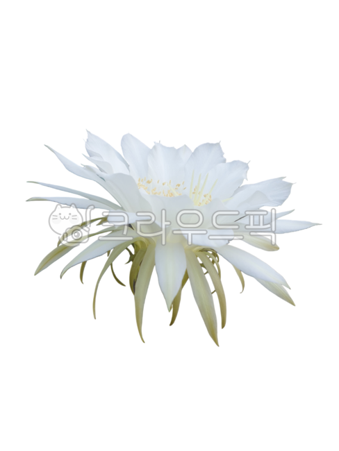 white flower,fresh flower sticker,flower design source,photoshop source,Flower Nokki,flower sticker,Shorthaired flower nuki,Fresh flowers,cactus flower,fresh flowers png,graphic source,flower icon