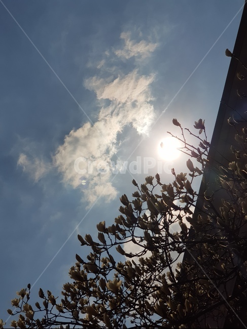 목련,빛,플레어,light,flare,sun,해,가을