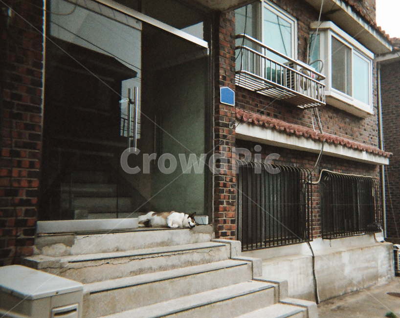 동네,강아지,개,나른한,잠,휴식,계단,neighborhood,dog,languid,rest,stairs,필름,필름카메라,film,건축물,건물외관,exterior,building,structure,architecture,construction