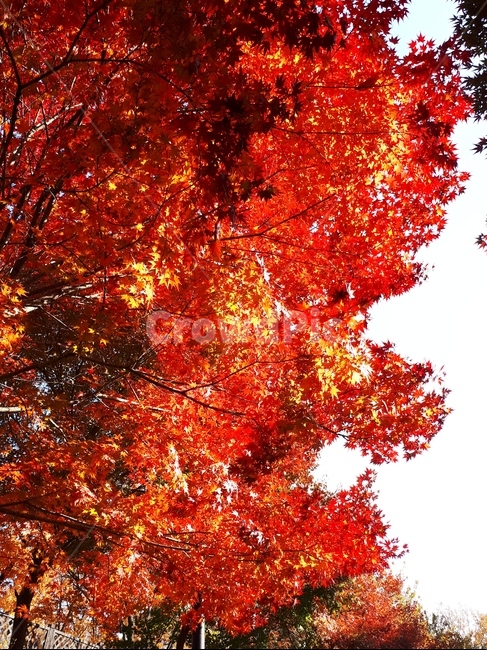 가을,낙엽,흐드러지는,빨강,하늘,나무,식물,잎,단풍,maple,공원,붉은,쓸쓸함
