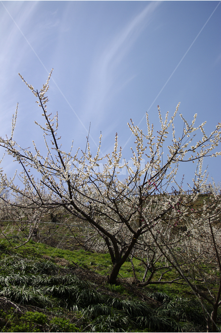 매화,나무,하늘,파란하늘,꽃봉오리,봄,봄날,봄풍경,봄꽃,감성,spring,flower,봄길,산책,봄나들이,식물,꽃,초록,언덕,봄,계절,spring,season,자연,풍경,nature,landscape,식물,plants,나무,trees,wood,plant,tree