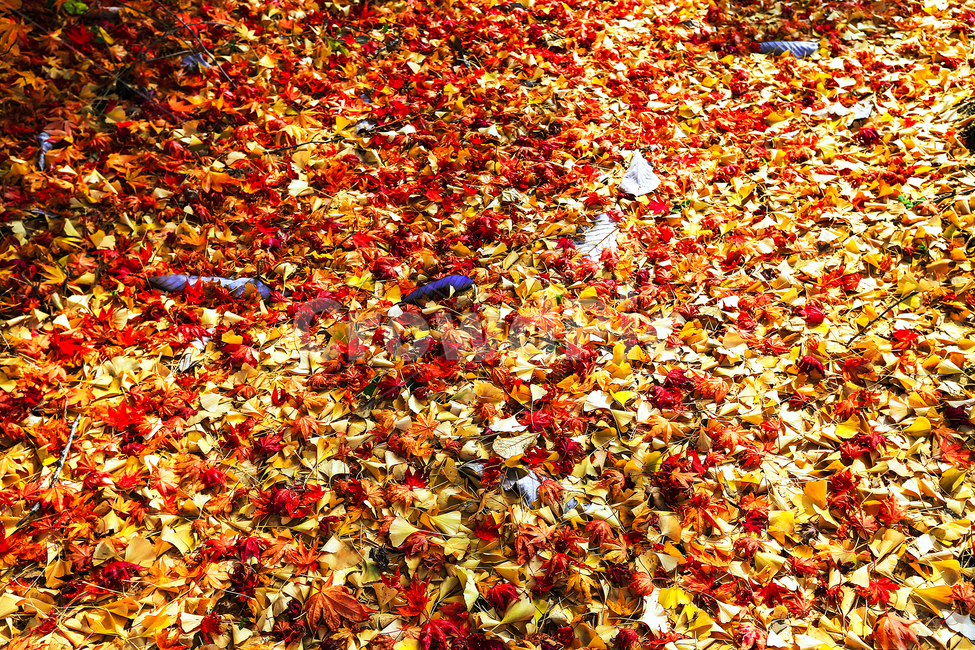 가을,단풍,낙엽,햇살,나무,가을,계절,fall,autumn,season,paper,종이,confetti,색종이 조각