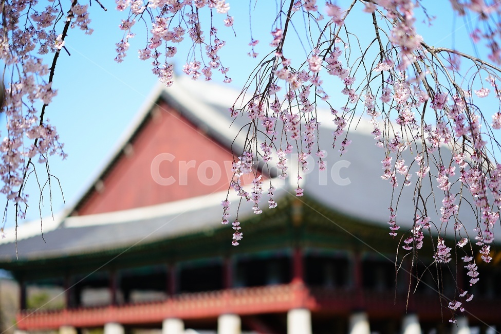 경복궁,경회루,버들벚꽃,벚꽃,blossom,buddle