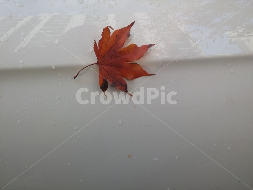 가을,나뭇잎,낙엽,단풍잎,잎,가을,계절,fall,autumn,season,식물,자연,plants,nature,plant,leaf,tree,나무