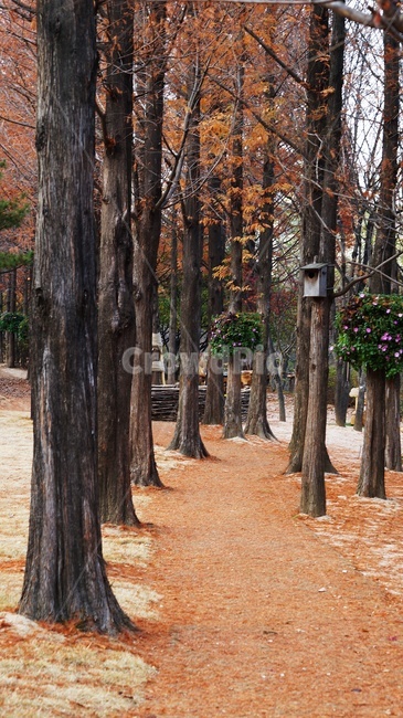 가을,나무,낙엽,식물,자연,가을,계절,fall,autumn,season,자연,풍경,nature,landscape,한국자연풍경,한국자연경관,korea nature landscape,식물,plants,나무,trees,wood,tree,plant,tree trunk,나무 줄기