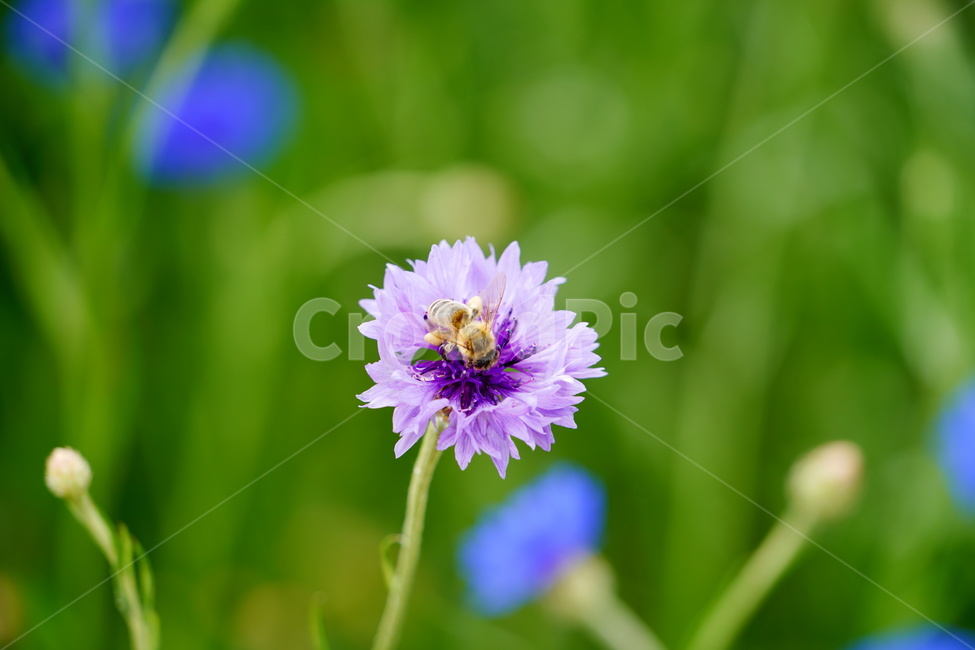 곤충,벌,꽃,flower,자연,풍경,감상,수레국화,식물,줄기,식물,자연,plants,nature,꽃,flower,동물,animal,곤충,벌레,insect,bug