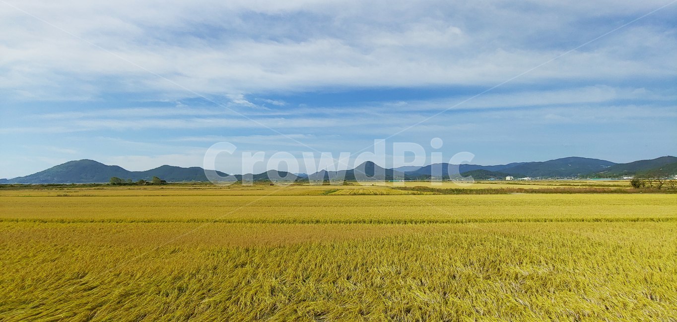 순천만,순천,갈대,갈대밭,갯벌,nature,자연,outdoors,옥외,들,field,목초지,grassland