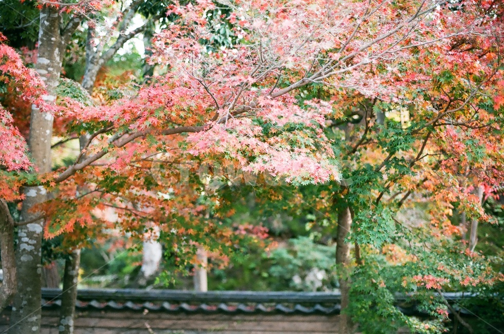 단풍,단풍잎,단풍나무,나뭇잎,가을색,가을,fall,autumn,계절,season,자연,나무,빨강,초록,식물,기와,가을,계절,fall,autumn,season,자연,풍경,nature,landscape,tree,plant