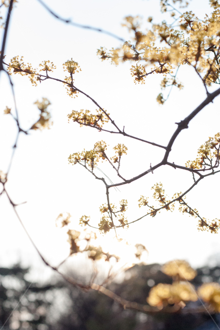 산수유,산수유나무,산수유꽃,노랑꽃,노랑꽃나무,새순,봄소식,겨울나무,꽃순,꽃나무,봄순,나무,봄나무,나무가지,봄,봄날,봄꽃,화단,봄화단꽃,자연,식물,plants,nature,flower,spring,아웃포커싱,공원,봄,계절,spring,season,식물,자연,plants,nature,꽃,flower,plant