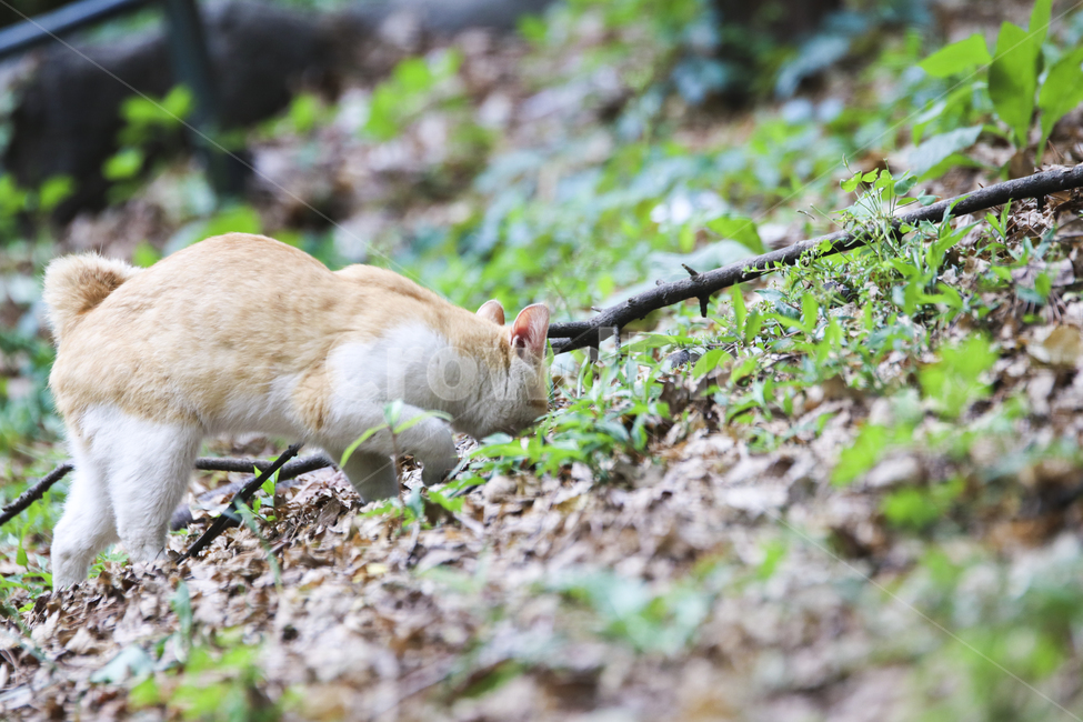 고양이,치즈냥,길고양이,길냥이,애완동물,반려동물,동물,cat,자연,동물,animal,포유류,mammal,고양이,cat,kitten,kitty
