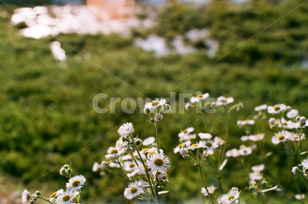 야생화,코스모스,국화,필름사진,X700,습지,늪지,하얀꽃,식물,자연,plants,nature,꽃,flower,감성,sensible,feeling