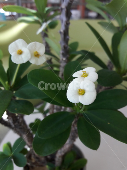 꽃기린,splendens,flower,꽃,crownofthorns,plant,식물,blossom,식물,자연,plants,nature,꽃,flower