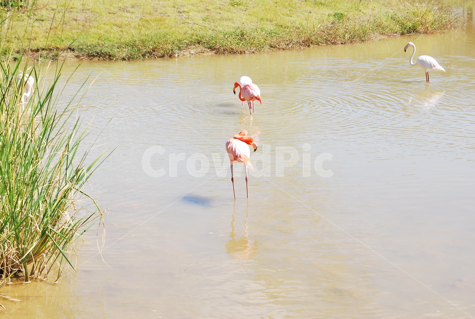 홍학,플라밍고,bird,새,animal,자연,동물,animal,조류,새,birds