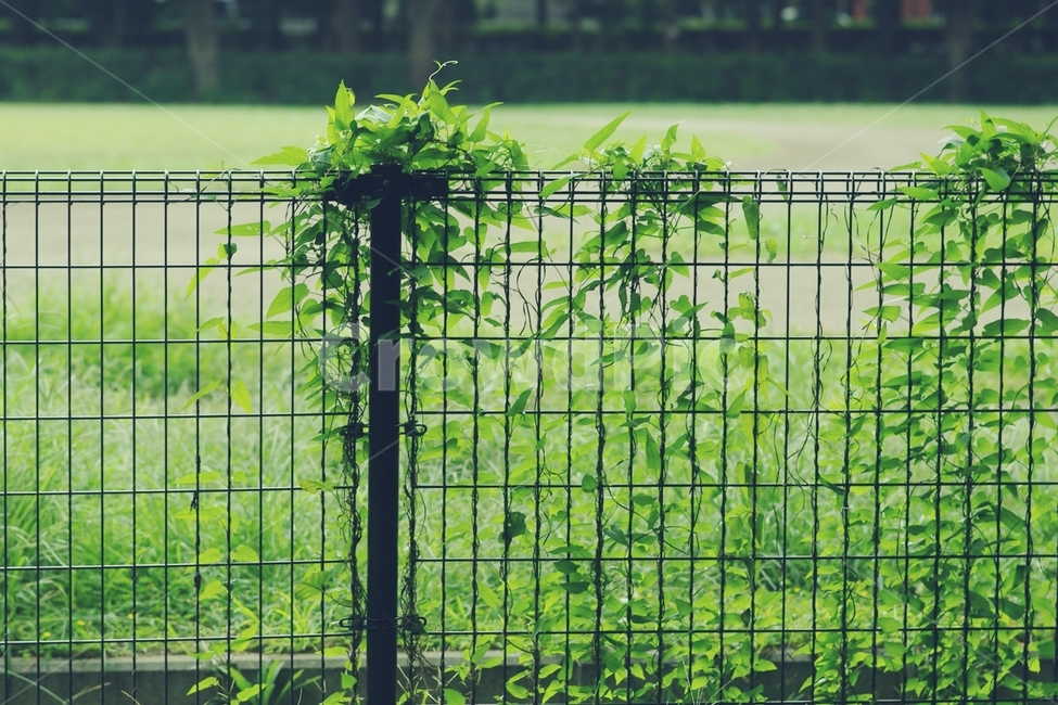 덩굴,ivy,공원,park,초록,green,연두,봄,spring,여름,summer,잔디,glass,식물,자연,plants,nature