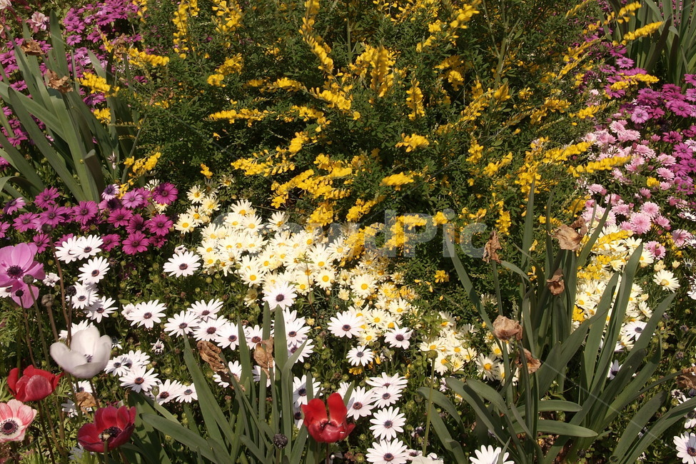 꽃,풍경,감성,식물,자연,식물자연,색깔,color,계절,plants,sense,색상,색채,색감,가든