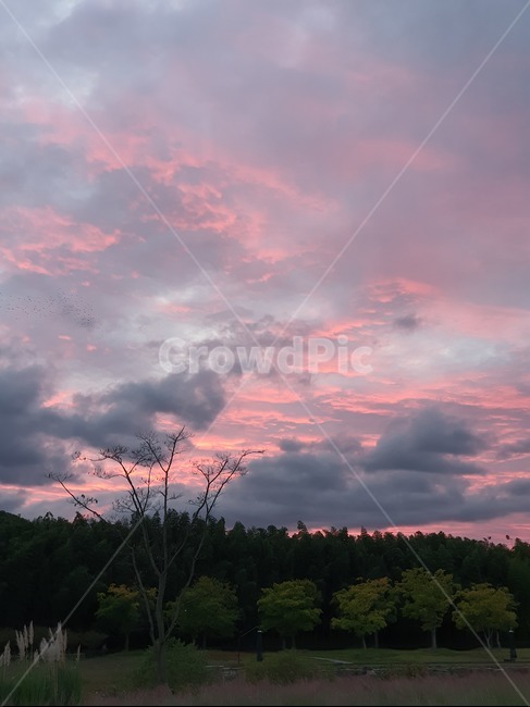 nature,자연,weather,날씨,sky,하늘,핑크