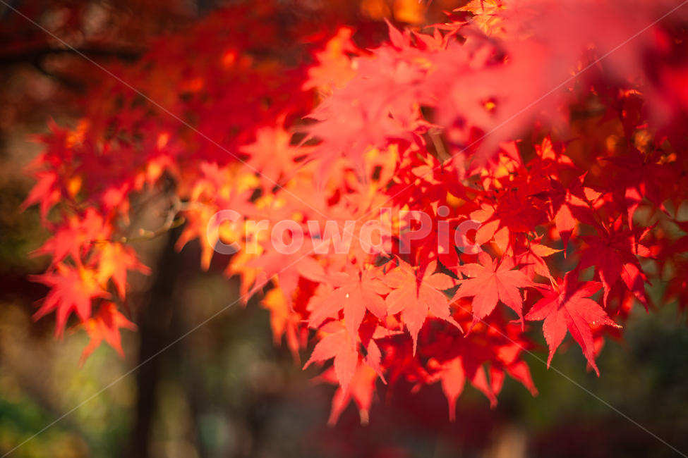 단풍,가을,maple,단풍나무,autumn,fall,가을,계절,fall,autumn,season,leaf,잎,plant,식물,tree,나무
