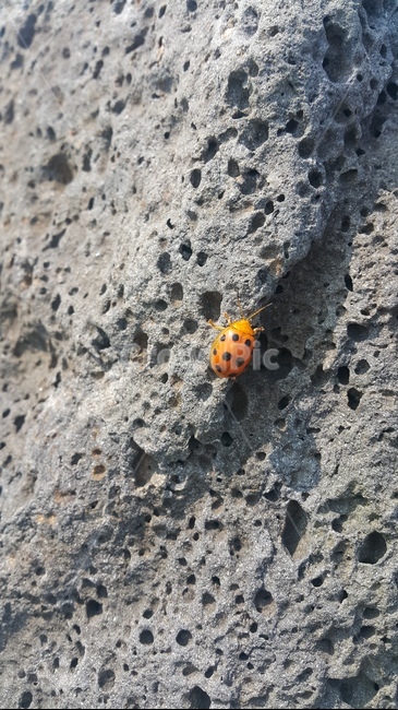 화강암,무당벌레,점,돌,동그라미,구멍,배경,곤충,동물,animal,곤충,벌레,insect,bug
