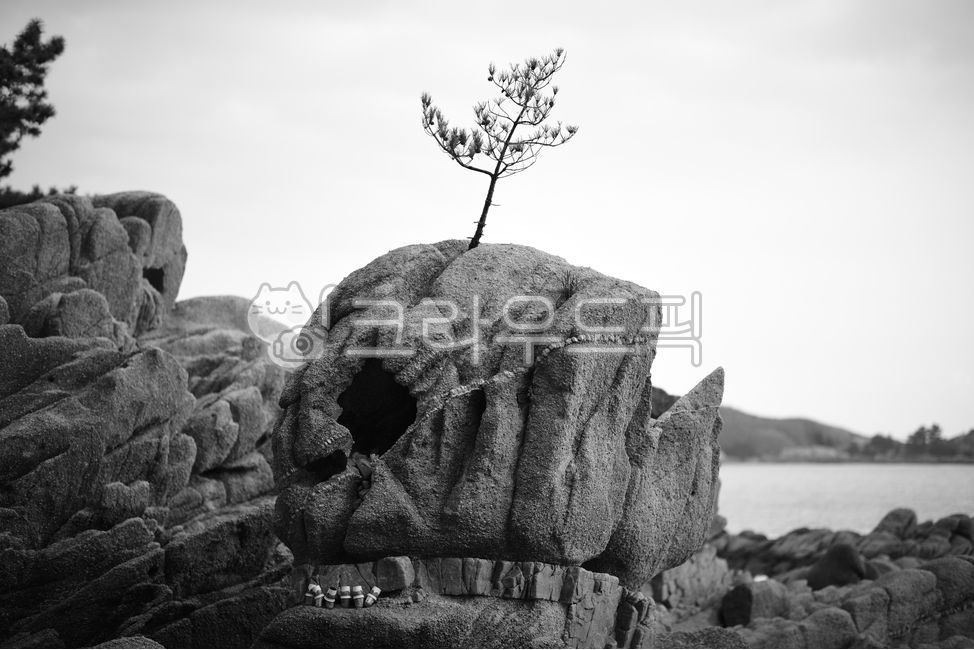 Gangwondo,rock,pine tree,ocean,nature,Goseonggun,Ohori Rock