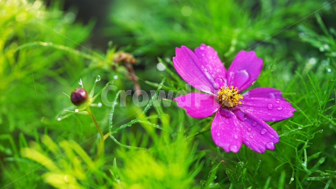 코스모스,꽃,식물,아침이슬,가을,가을,계절,fall,autumn,season,식물,자연,plants,nature,꽃,flower,geranium,제라늄,blossom,plant