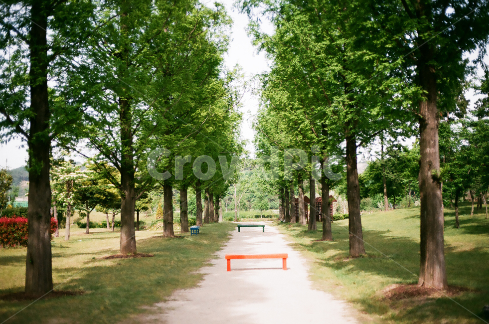 grass,outdoors,plant,식물,lawn,잔디,bench,공원,furniture,벤치,통로,나무,trees,wood