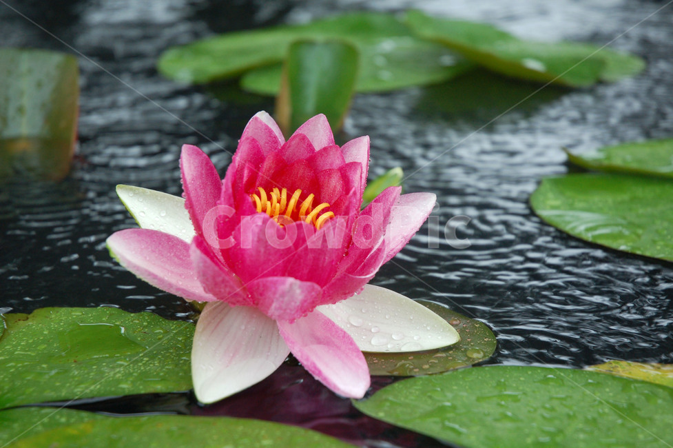 연꽃,연못,비,핑크,꽃,연,수련,Korealotus,식물,자연,plants,nature,꽃,flower