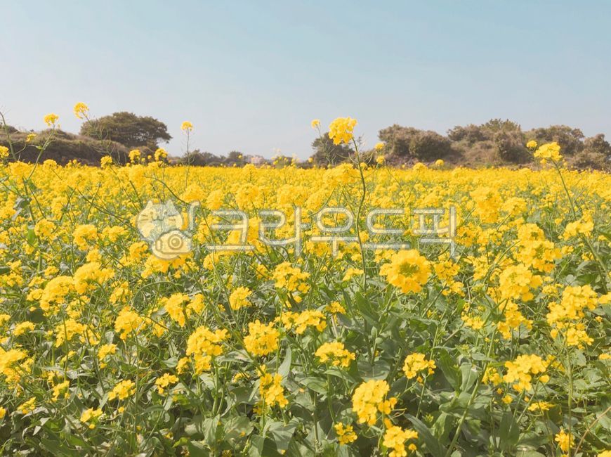 제주도,제주,봄,계절,배경,노란색,노랑,옐로우,꽃,꽃밭,유채꽃,봄꽃,spring,경관,자연,야외